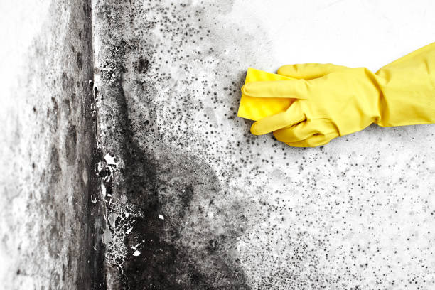 Mold Removal and Inspection in Lyons, CO