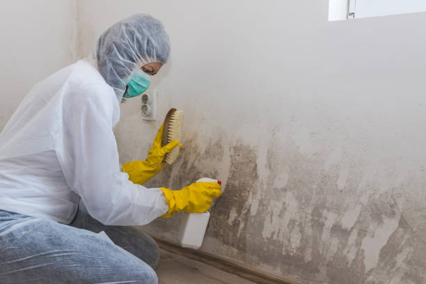 Best Mold Removal and Inspection  in Lyons, CO