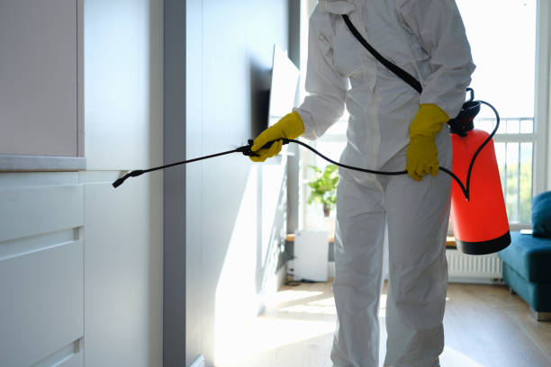 Best Office Mold Removal Services  in Lyons, CO