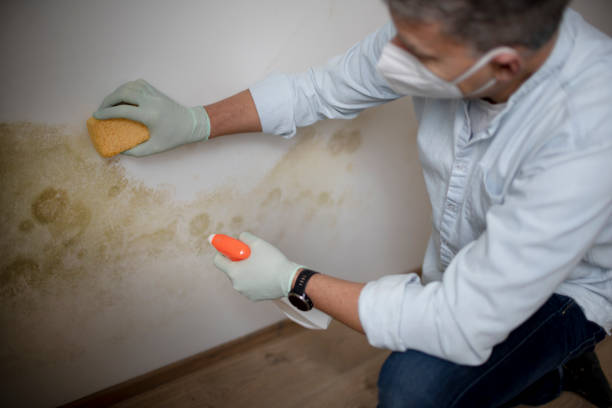 Best Local Mold Removal Service  in Lyons, CO
