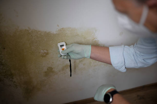 Best Emergency Mold Removal  in Lyons, CO