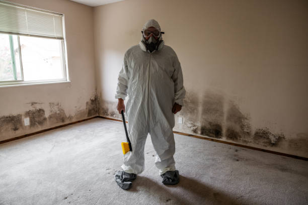 Best Mold Damage Repair  in Lyons, CO