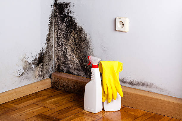 Best Mold Damage Repair  in Lyons, CO