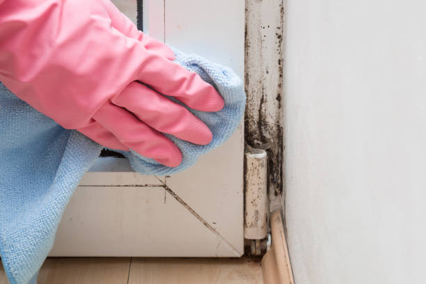 Best Home Mold Removal  in Lyons, CO