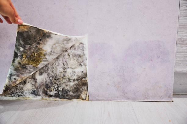 Lyons, CO Mold Removal Company